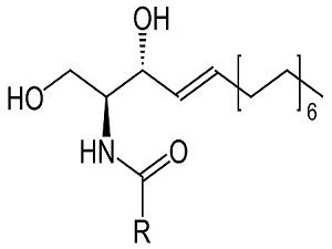 Ceramide structure diagram